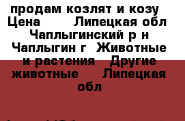 продам козлят и козу › Цена ­ 1 - Липецкая обл., Чаплыгинский р-н, Чаплыгин г. Животные и растения » Другие животные   . Липецкая обл.